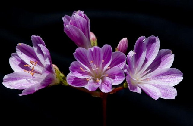 Lewisia cotyledon - Siskiyou Lewisia.jpg